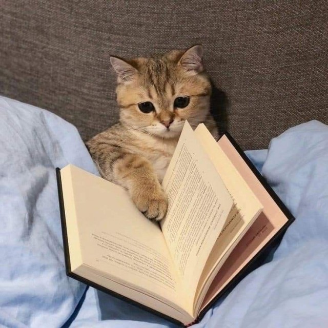 Котики тоже любят читать