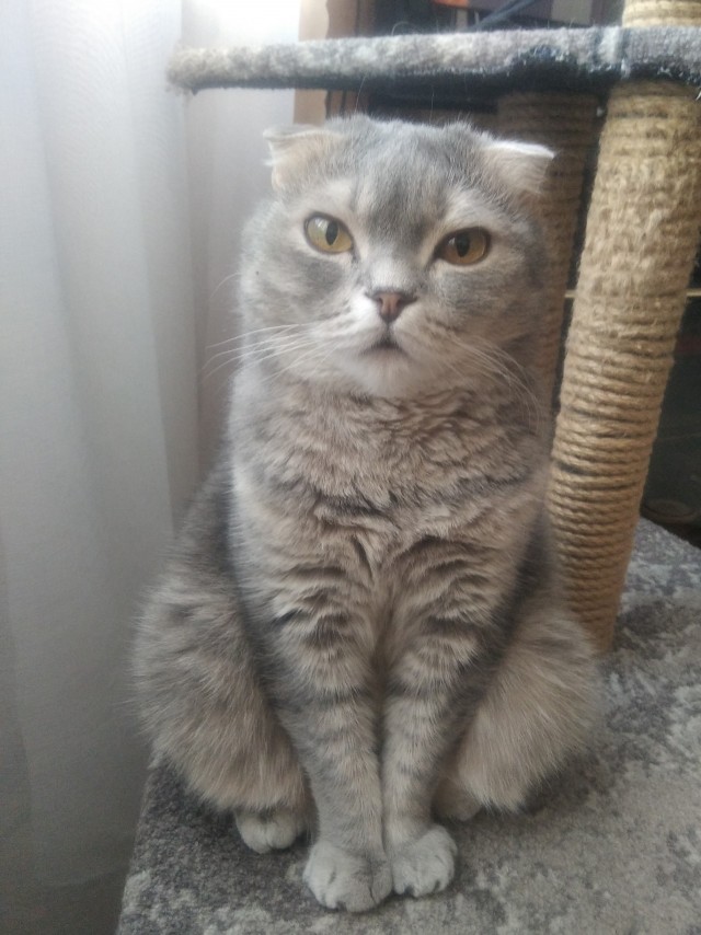 Котовторник. табудык