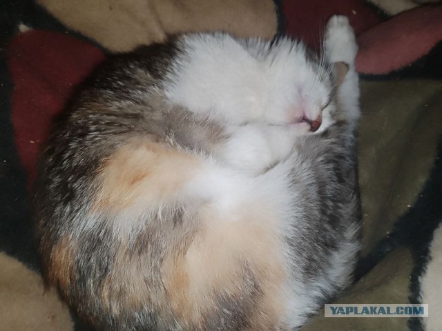 Жизнь домашнего приюта для котеек 575