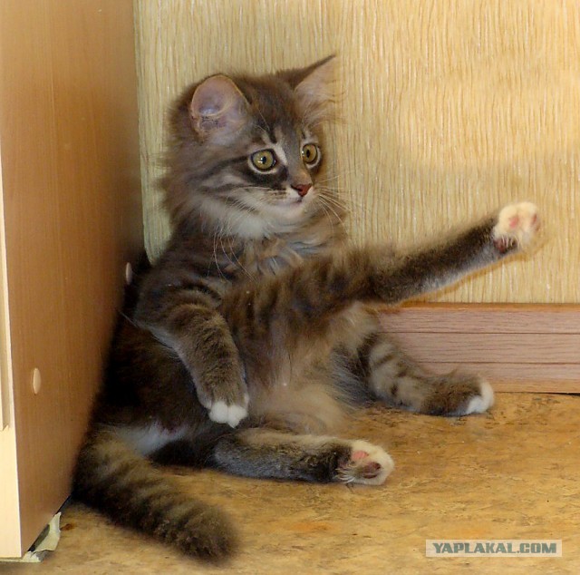 Котовторник 23.07.2013