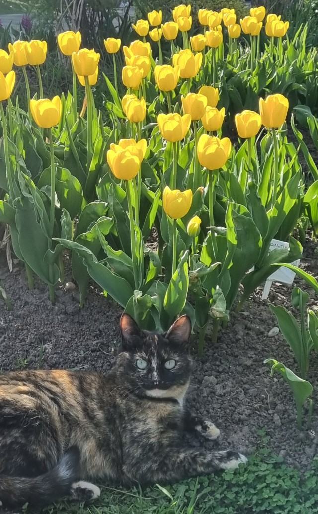 Необычный подарок котейке.