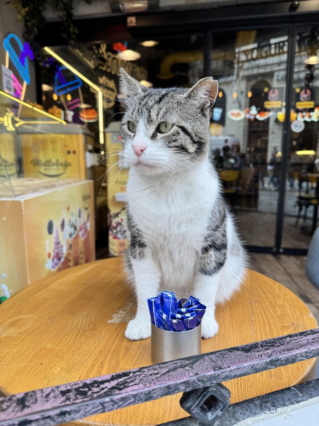 Уличные кошки Стамбула
