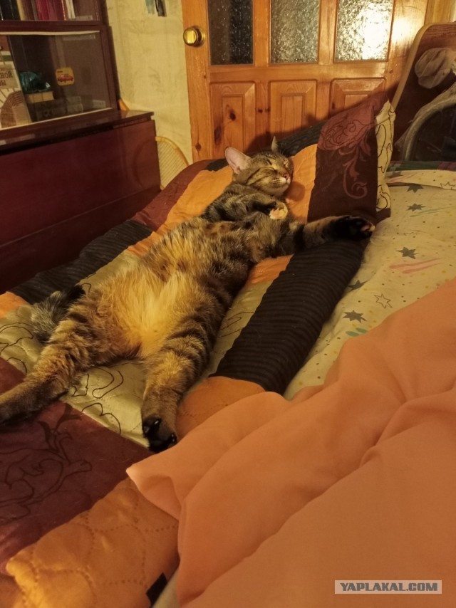 На дворе второй день лета.  Котовторник!