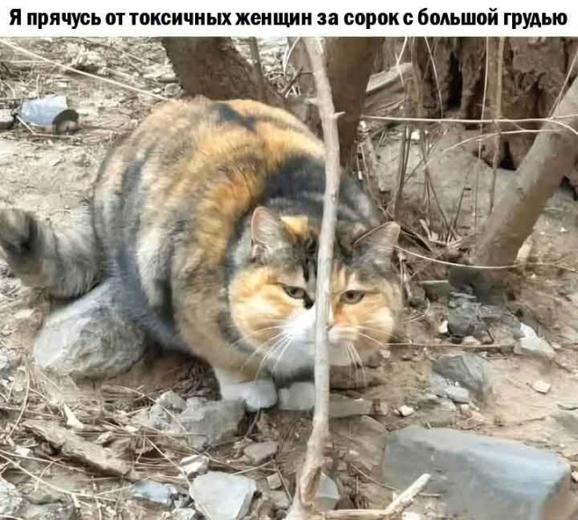 Подборка картинок к котовторнику
