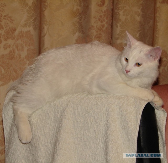 Котовторник  30.07.2013