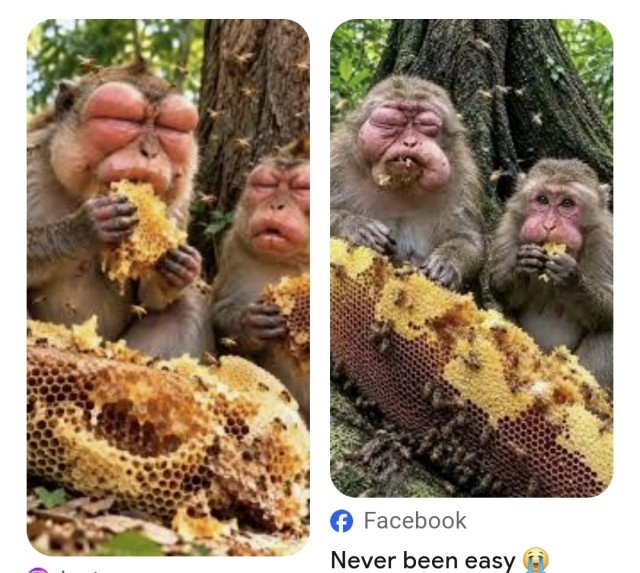 Любители мёда