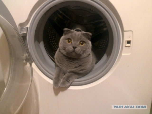 Котовторник 26.11.2013