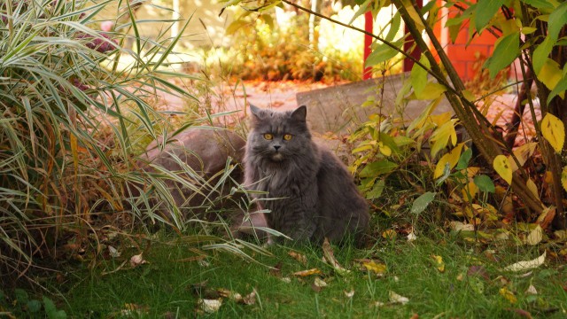 Котовторник  25.03.2014