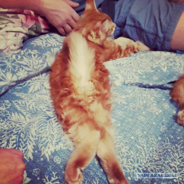 Котовторник  08.04.2014