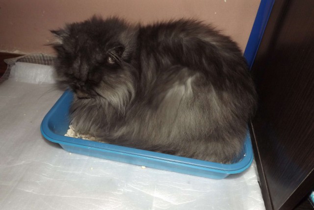 Котовторник 11.11.2014