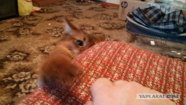Котовторник 2.12.14