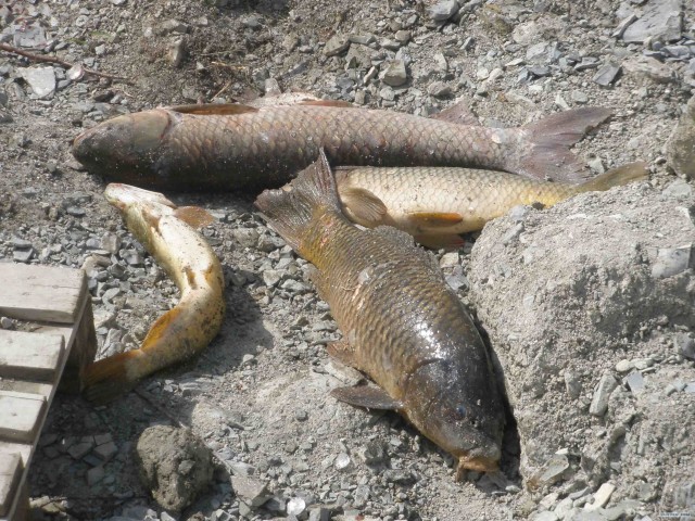 Кусочек дикой природы в Геленджике