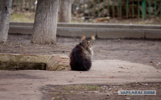 Котовторник 07 04 2015
