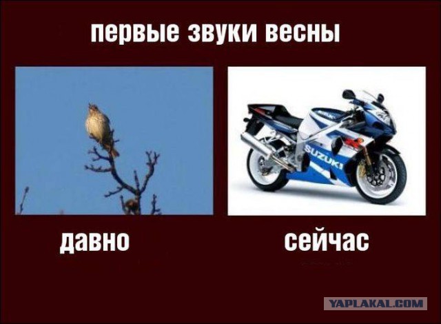 41 веселая картинка