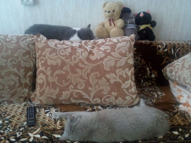Котовторник 09.06.2015