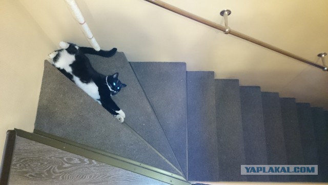 Котовторник 14.07.2015