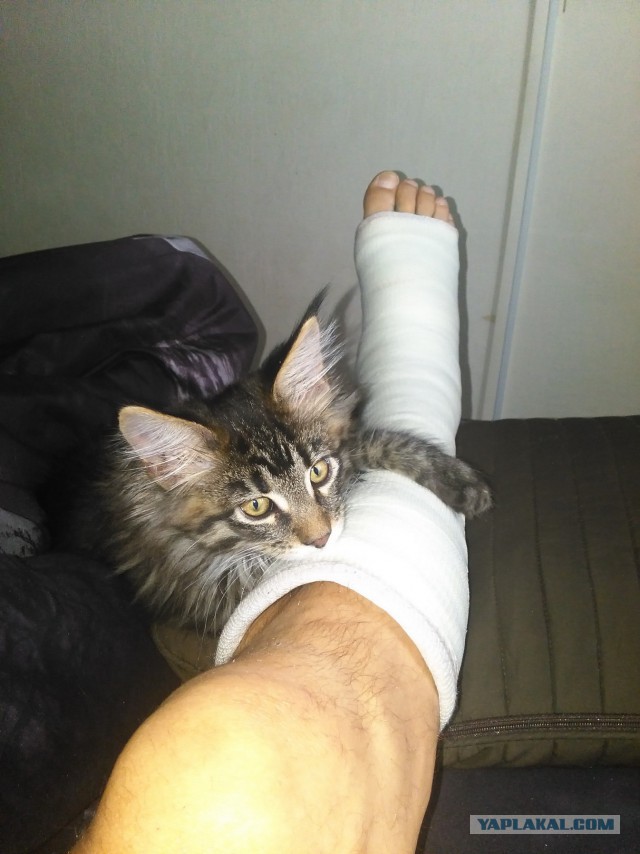Котовторник 20.10.2015