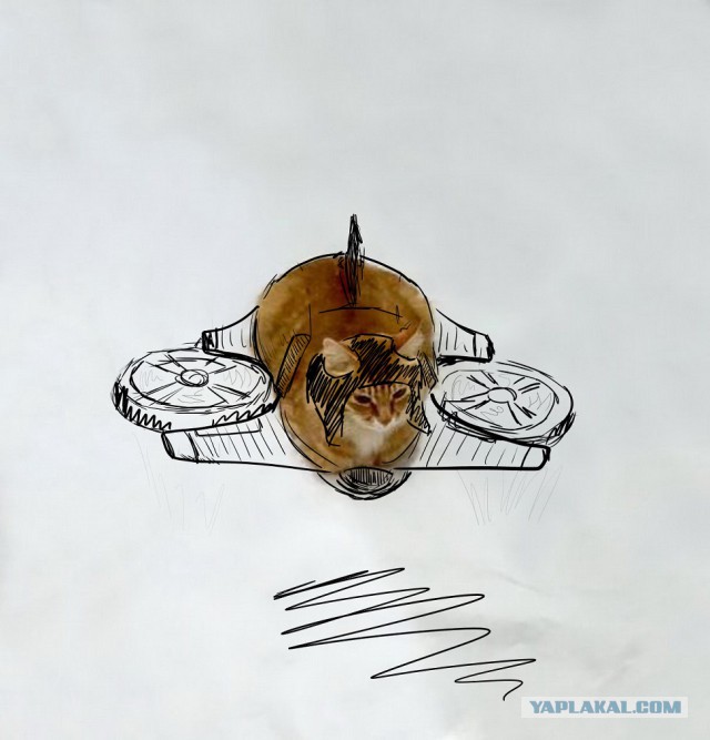 Рождение нового кото-мема