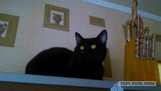 10 самых запомнившихся котов ушедшего года