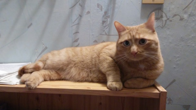 История одного кота