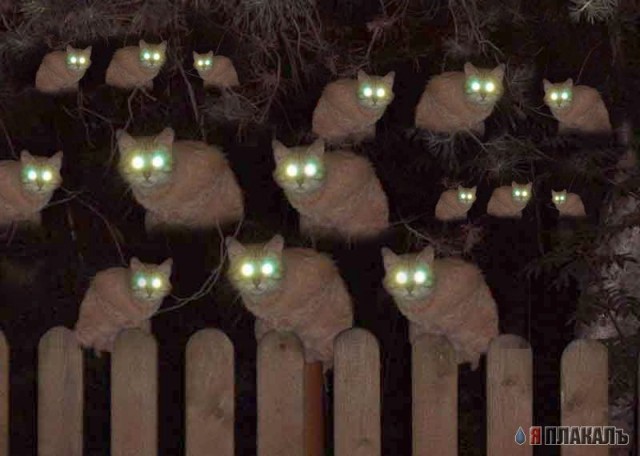 Ночные кошаки