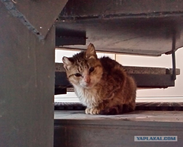 Котовторник  10.05.2016