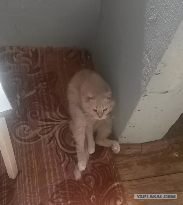 Котовторник 19.07.2016