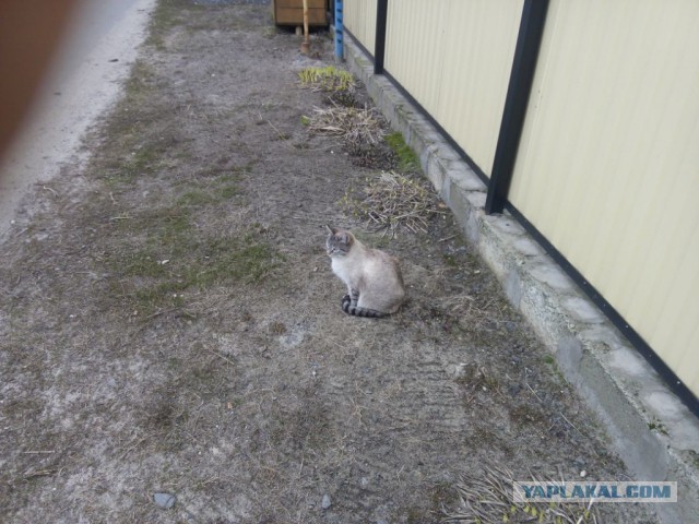 Котовторник 06.09.2016
