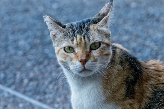 Котовторник 15.11.2016