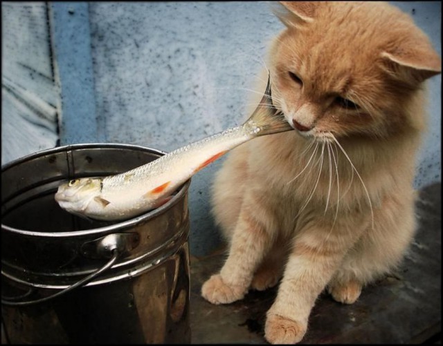 Коты из сети