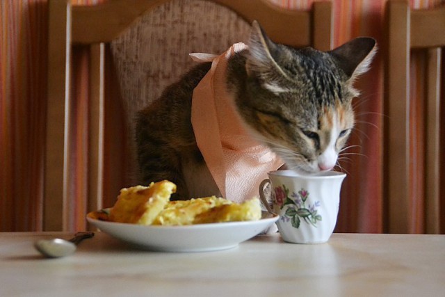 Коты из сети