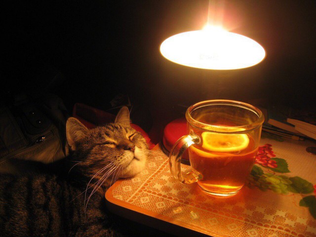 Коты и Кошки