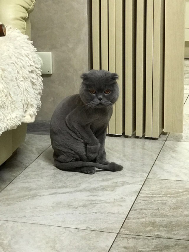Как на Руси появились кошки?