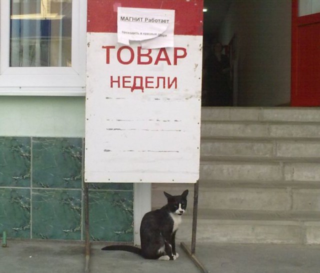 Коты и Кошки