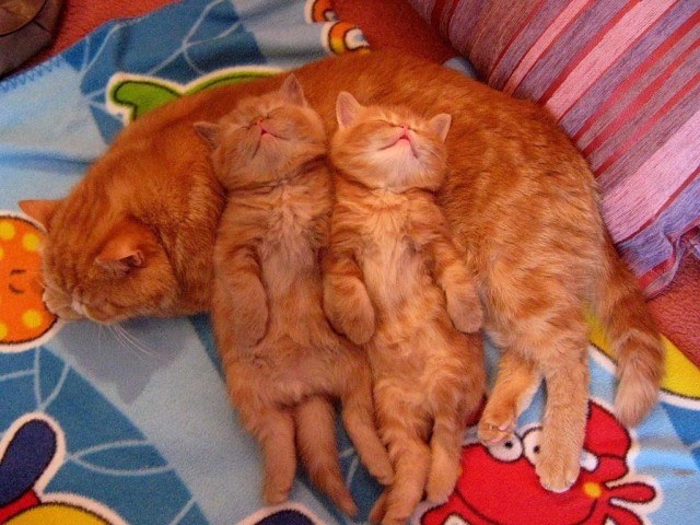 Коты и Кошки