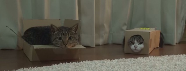 Коты и Кошки