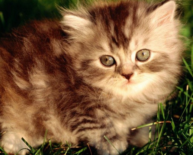 Коты и Кошки