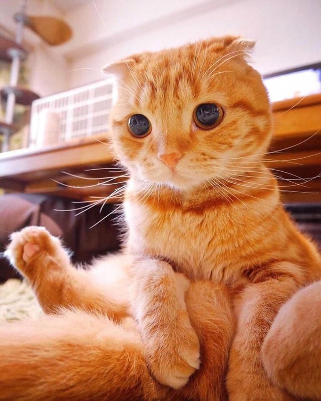 Коты и Кошки