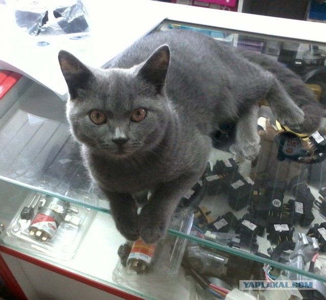 Коты и Кошки