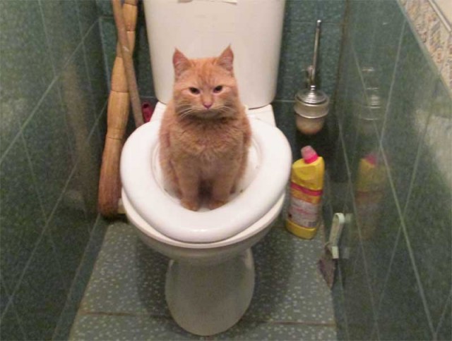 Коты и Кошки