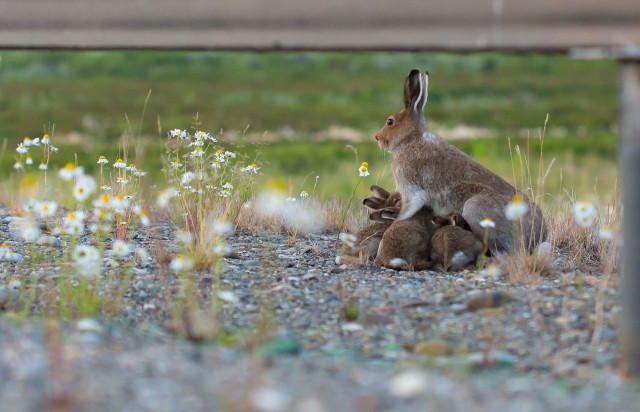 Просто Природа