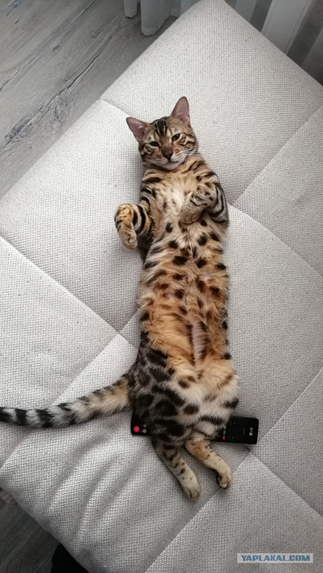 Вся красота беспородных кошек. Котовторнику посвящается.