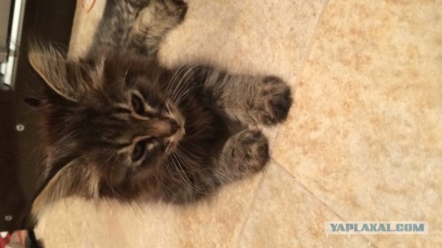 А не открыть бы нам котовторник 03.04.2018