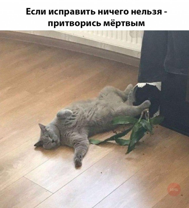 Фотобомбы котов