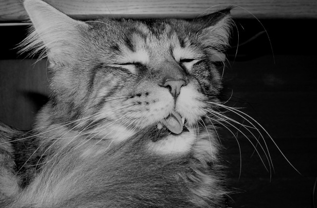 Котомет на вторник 08.04.08