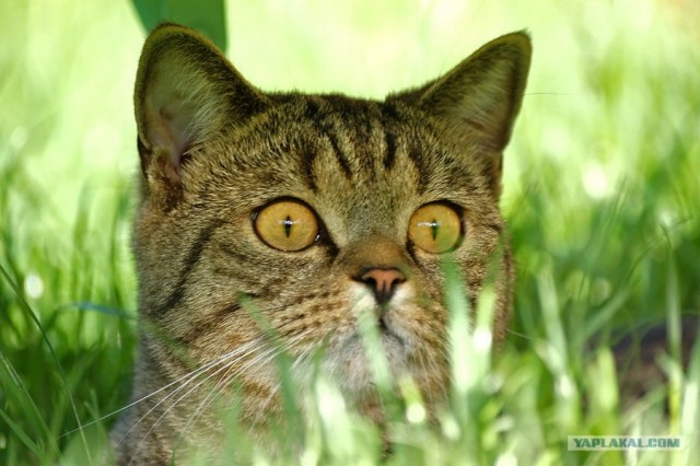Котовторник на ЯПлакалъ (03.06), котята (31 шт)