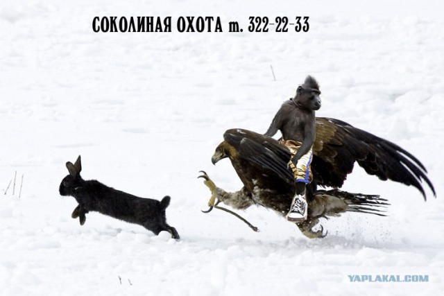 Пешком догоню!
