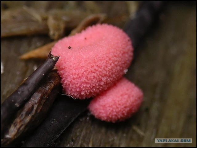 Миксомицеты - скрытый мир (36 фото)