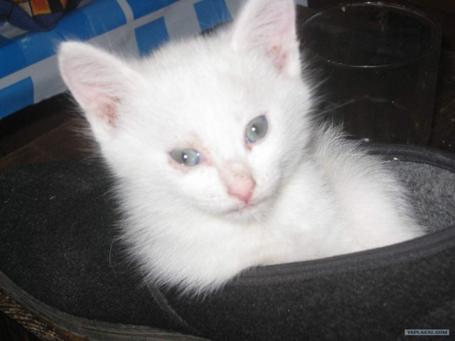 Кошарий