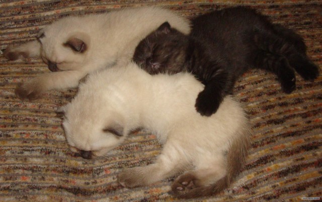 Котовторник 1.02.2011